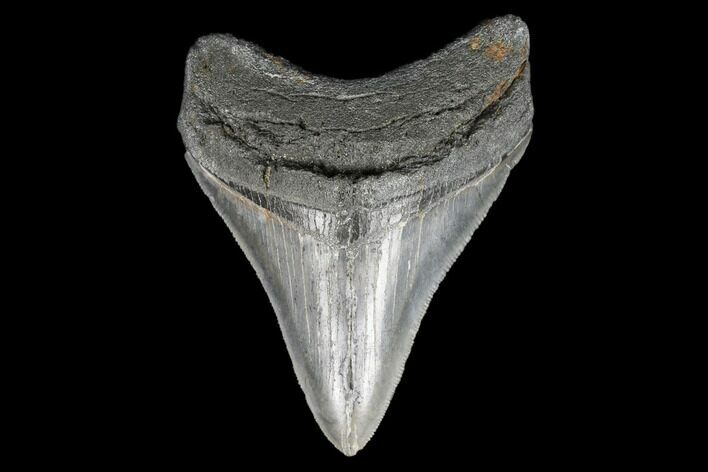 Serrated, Fossil Megalodon Tooth - Aurora, North Carolina #176590